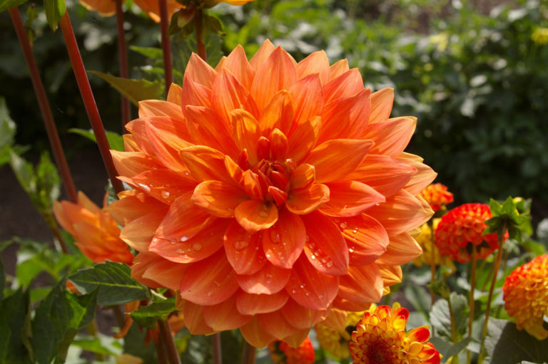 Dahlia ‘gwyneth Plant Database