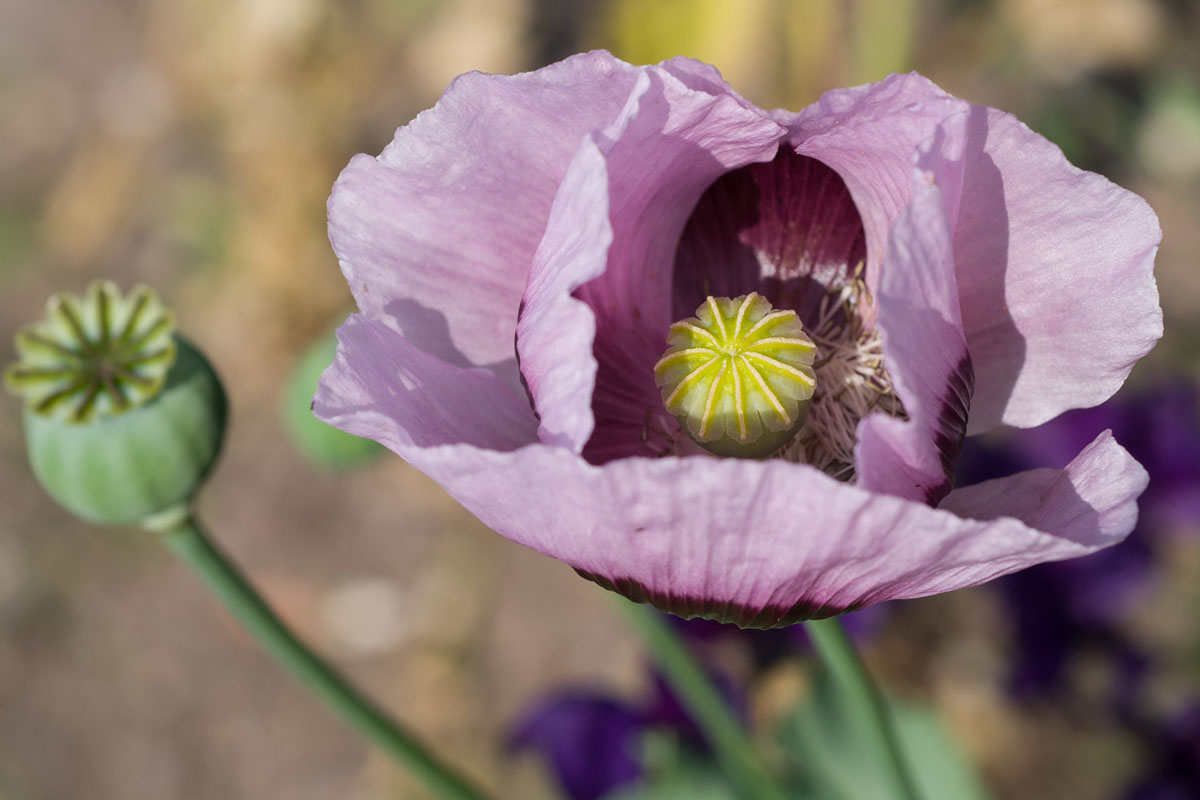 Papaver somniferum фото