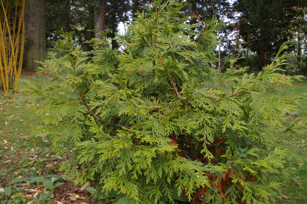 Thujopsis dolabrata ‘Aurea’ – Plant Database